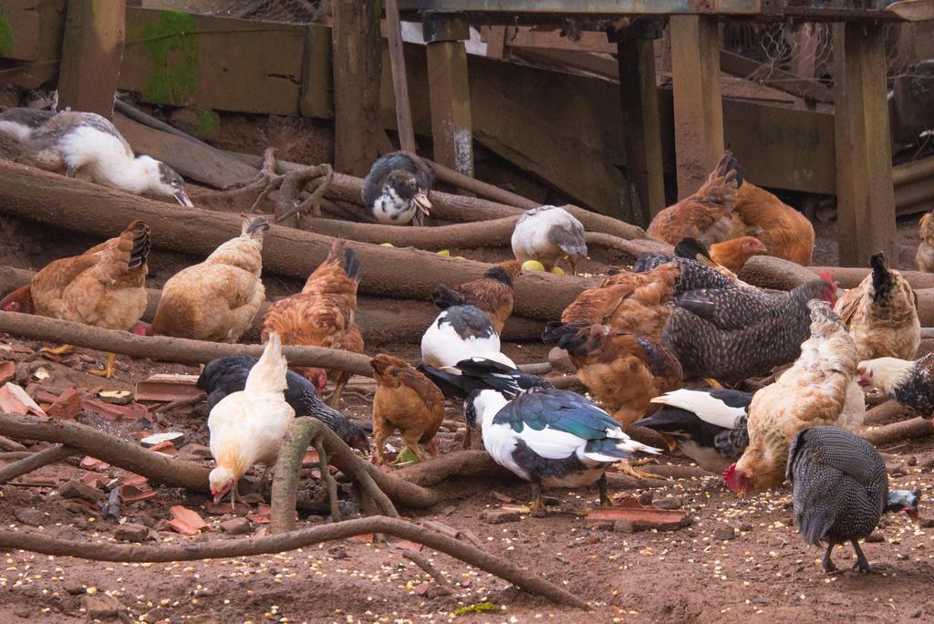 Apartamento Ferias Fazenda Usina 2 Bocaina de Minas Zewnętrze zdjęcie